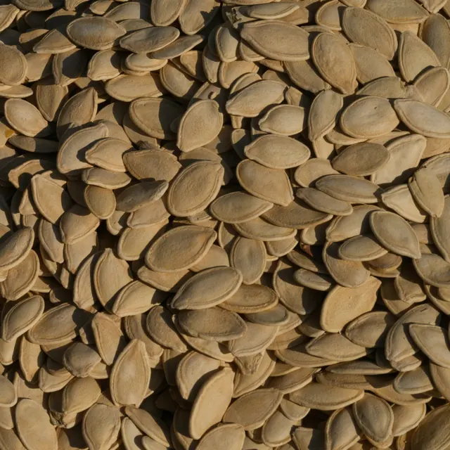 Kabak Çekirdeği
